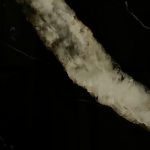 Piastrella "Marmoteca Goldca Lux" (Prima Scelta)